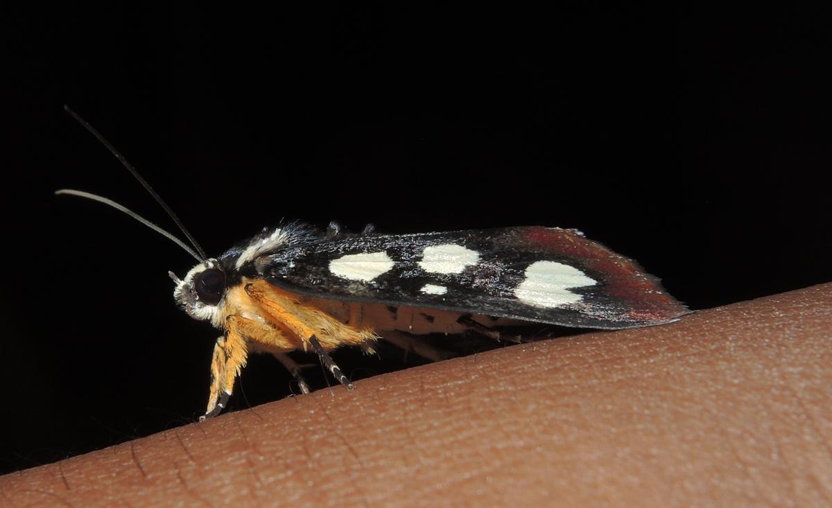 Kalakkad Mundanthurai Tiger Reserve Rare Moth Species Spotted