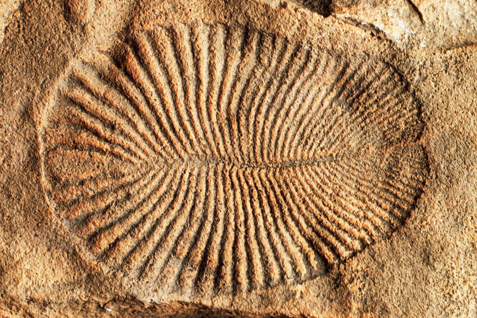 Dickinsonia Fossils Of The Earliest Known Living Animal UPSC Notes