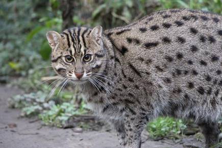 Fishing Cat Conservation Alliance: Worldwide Campaign – CrackitToday ...