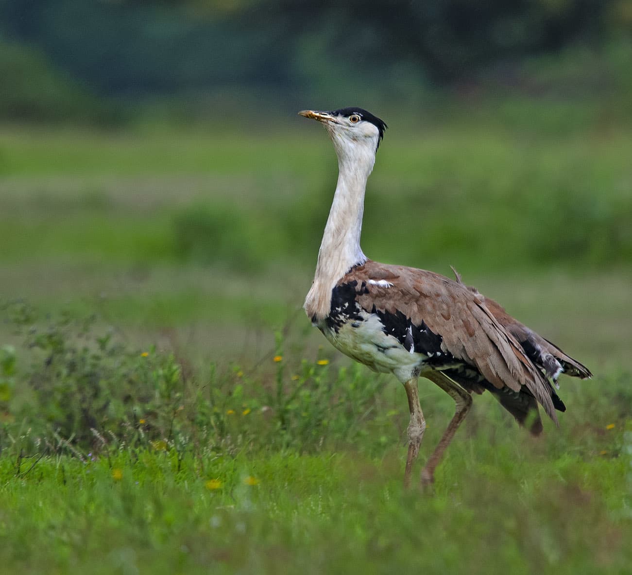 Great Indian Bustard Classification