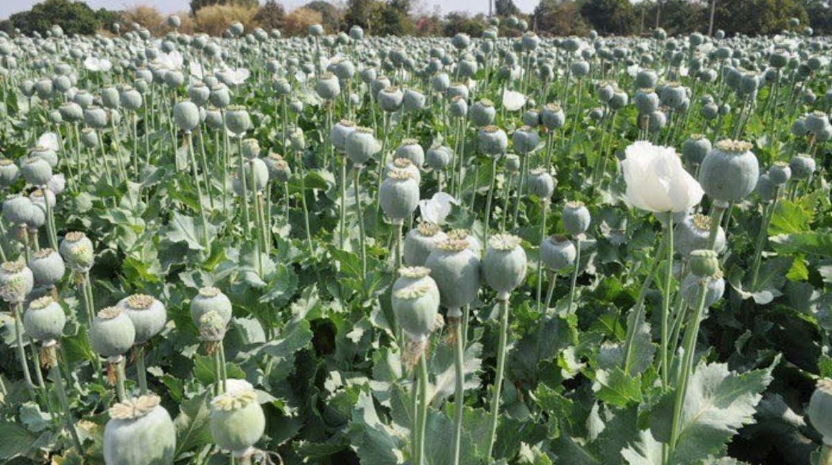 Alkaloids : Cultivation Of Opium in India – CrackitToday Affairs