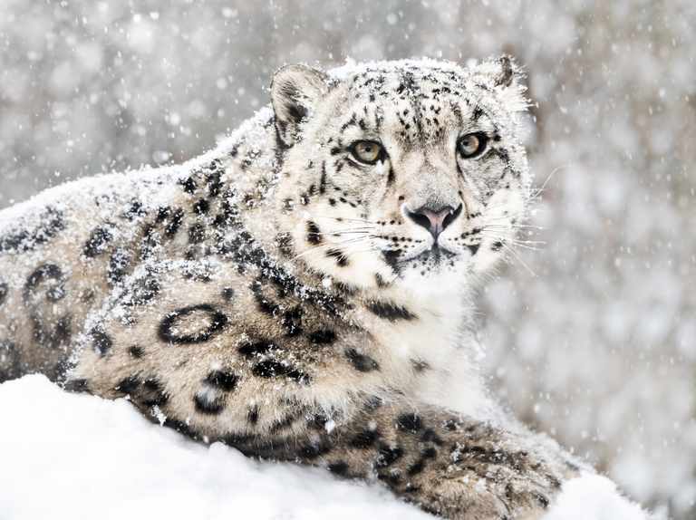 Snow Leopard : WWE Report - UPSC Notes