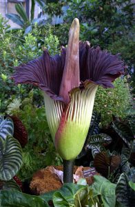 Corpse Flower Important Points Upsc Notes