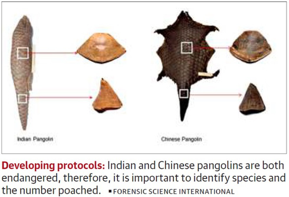 Indian Researchers Have Sequenced 624 Pangolin Scales UPSC Notes