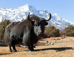 Himalayan Yak : IUCN Status - UPSC Notes