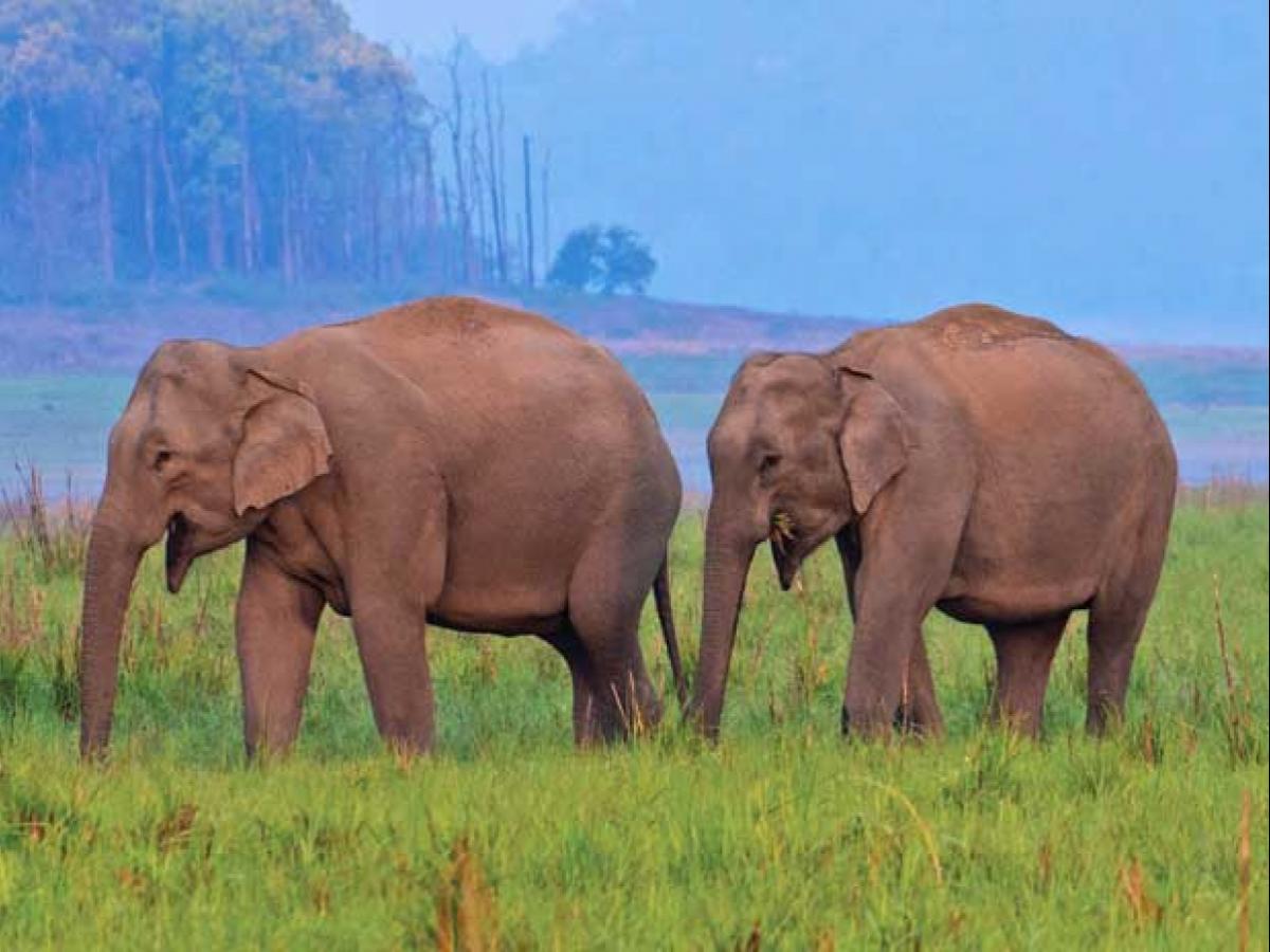 Lemru Elephant Reserve: Chhattisgarh - UPSC Notes