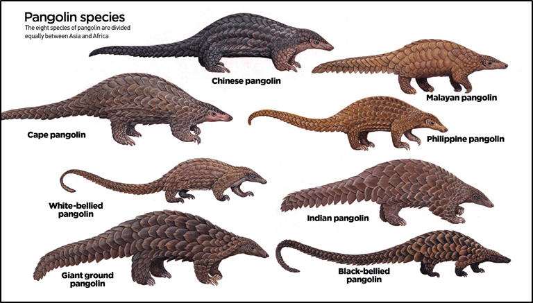 Indian Pangolin : Illegal Trafficking - UPSC Notes