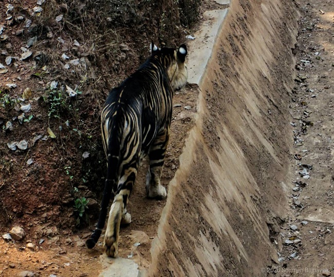 Black Tigers In Similipal Tiger Reserve Upsc Notes