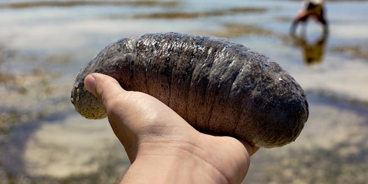 Sea Cucumber - UPSC Notes