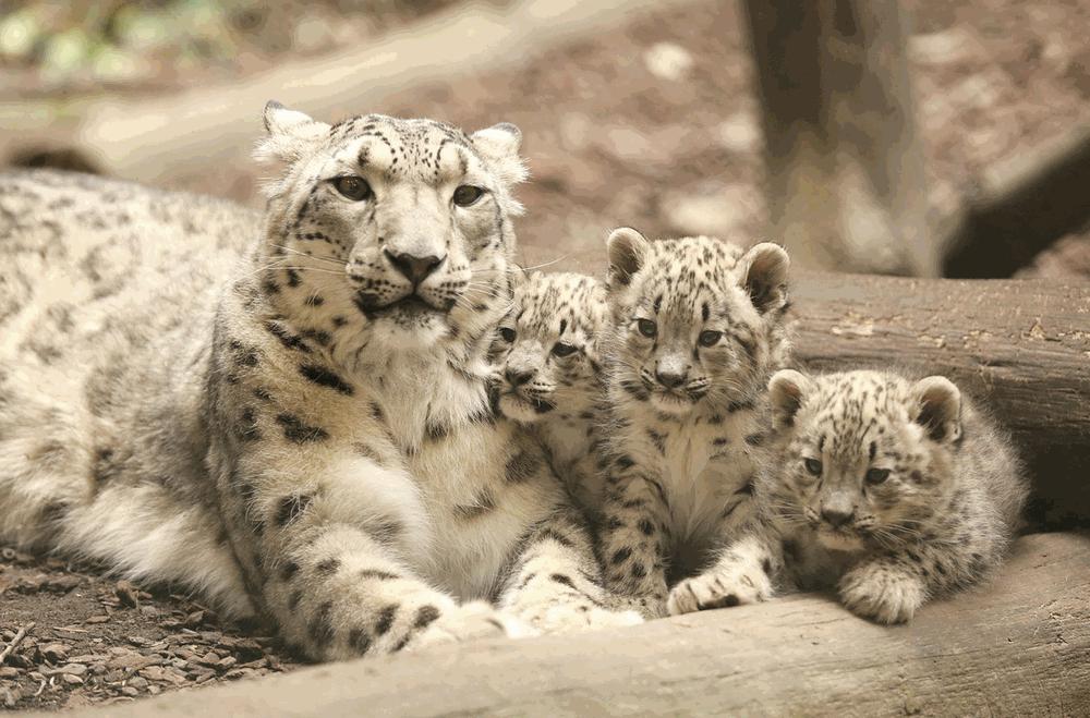 International Snow Leopard Day 2021 UPSC Notes