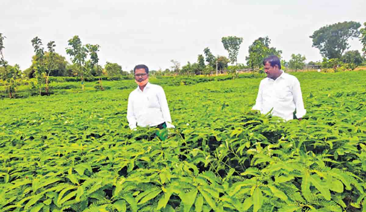 cultivation-of-green-manure-upsc-notes