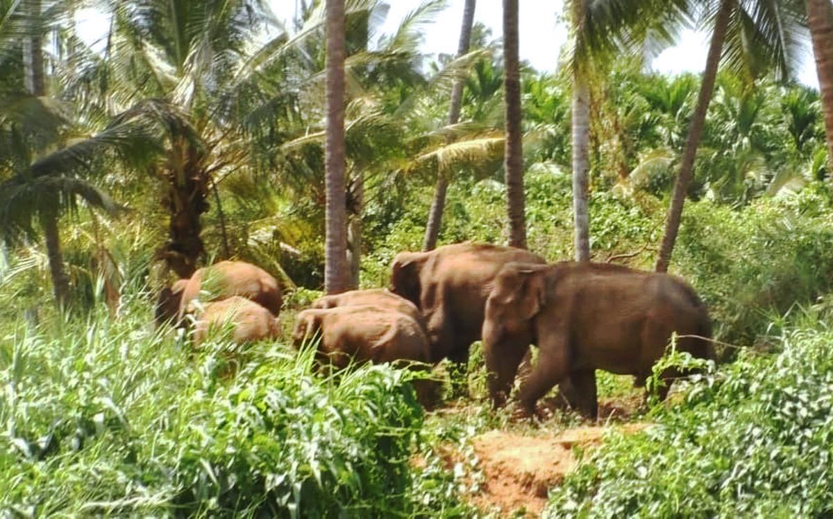 Agasthyamalai Elephant Reserve : India’s 31 Elephant Reserve - UPSC Notes