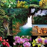 India's Flora And Fauna - UPSC Notes