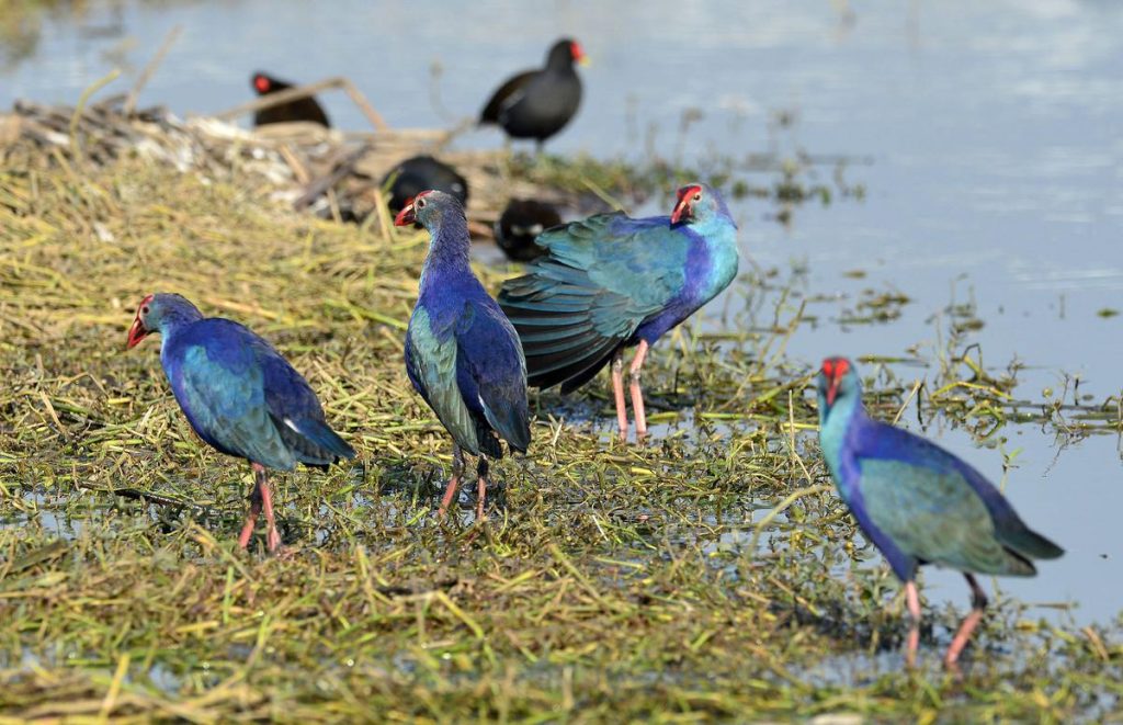 “State of India’s Birds, 2023″ Report - UPSC Notes