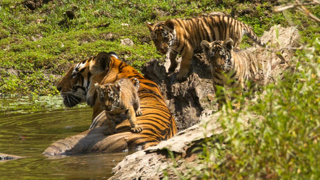 Nawegaon Nagzira Tiger Reserve : Birth Of Four Cub - UPSC Notes